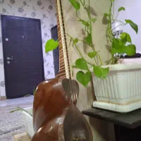 تار حرفه ای مناسب اجرا دست نوازنده و بسیار ایده آل