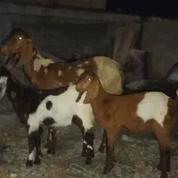 بزپلنگی دوقلوزا
