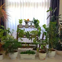 این مجموعه گل به فروش میرسد