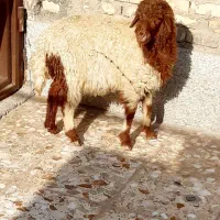 گوسفند‌یا‌بره