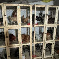 تخم مرغ گوشین تخم اردک مولد زینتی