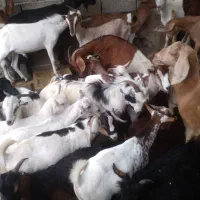 کهره نر و بز با قصابی خود بندرعباس|حیوانات مزرعه|بندرعباس, |دیوار