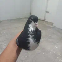 ۱۴۰۰|پرنده|طاغنکوه, |دیوار