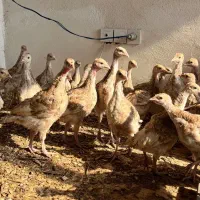 نیمچه بوقلمون دوماهه واکسن خورده