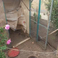 قفس مرغ وکبوتر