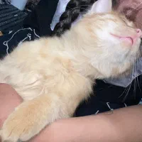 گربه جینجر خانگی بامزه، شیطون|گربه|مشهد, صداقیه|دیوار