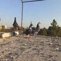 کشکیله|پرنده|سبزوار, فرهنگیان|دیوار