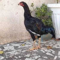 خروس لاری ۷ ماهه|حیوانات مزرعه|بابل, |دیوار