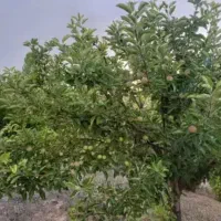 باغشهر ساوالان|فروش خانه و ویلا|باغ حلی, |دیوار