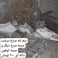 کبوتر فروشی