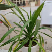 گل پاندانوس زیبا وسرحال