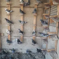 کبوتر مسافتی|پرنده|شیراز, شاهچراغ|دیوار