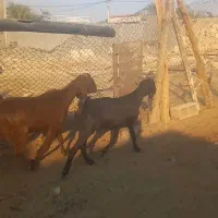 دو عدد بز دورگ|حیوانات مزرعه|بیرم, |دیوار