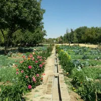 سبزی خورشتی خوراکی-کلم قمری