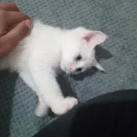 گربه پرشین دوماه