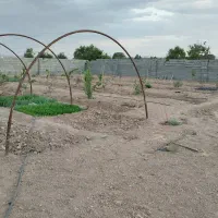 850متر باغ کشاورزی|فروش زمین و ملک کلنگی|کاشمر, |دیوار