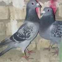 کبوتر پلاکی . مسافتیی