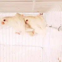 عروس هلندی سرلاکی کوتوله برزیلی|پرنده|شیراز, درکی|دیوار