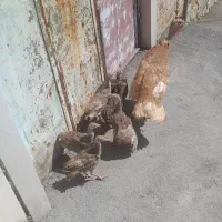 فروش بوقلمون
