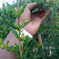 نهال انار واندرفول