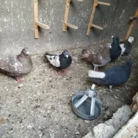 کفتر|پرنده|مشهد, ابوذر|دیوار