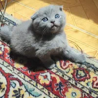 اسکاتیش دبل فولد بلو