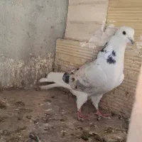 کبوتر پرشی|پرنده|شهریار, فرارت|دیوار