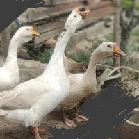 قوغازاکراینی