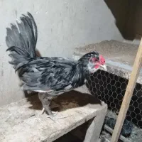 ی خروس گلین