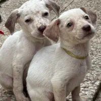 واگذاری توله شکاری نژاد دالمیشن دو ماهه|سگ|رامسر, |دیوار