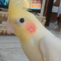 عروس هلندی نر سخنگو