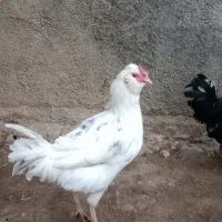 خروس گلین اصیل|حیوانات مزرعه|بیستون, |دیوار