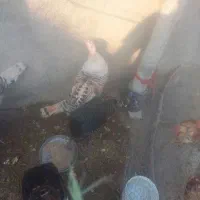 تعدادی بوقلمون نر و ماده|حیوانات مزرعه|کوهدشت, |دیوار