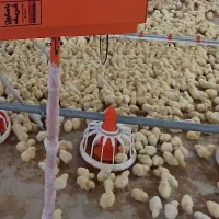 کارگر سالندار مرغداری حقوق ۲۰