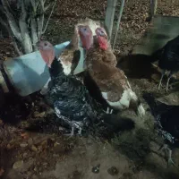 فروش بوقلون