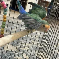 طوطی برزیلی اماده مست مست بشرط تخم گذار