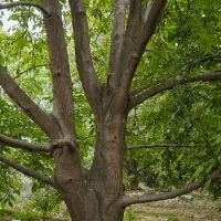 خرید درخت گردو چوب