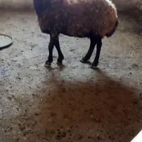 گوسفند گم شده