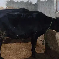 دوتا گاو ابستن|حیوانات مزرعه|لاجان, |دیوار