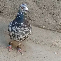 کفتر سارهفرنگ قلدر