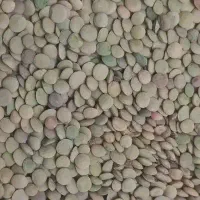 عدس