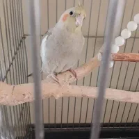 طوطی عروس هلندی|پرنده|هشتگرد, شهرک بعثت|دیوار