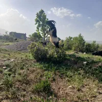 دوبور