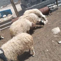 تعداد سه عدد بره یک عدد ماده و دو عدد نر