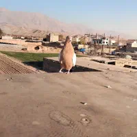 المانی زرد|پرنده|نیشابور, تیپ زرهی ۲۱  امام رضا (ع)|دیوار