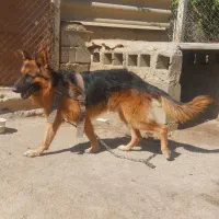 شرمن 2ساله|سگ|میاندوآب, |دیوار