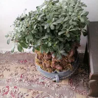 بونسای میخک|گل و گیاه طبیعی|مشهد, کوی دروی|دیوار