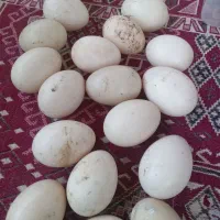 فروش تخم مرغ وتخم اردک اسرائیلی وجوجه اسرائیلی|حیوانات مزرعه|کومله, |دیوار