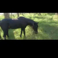 اسب نر عرب سرحال برازجان
