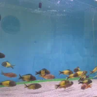 آکواریوم ماهی ایکولا